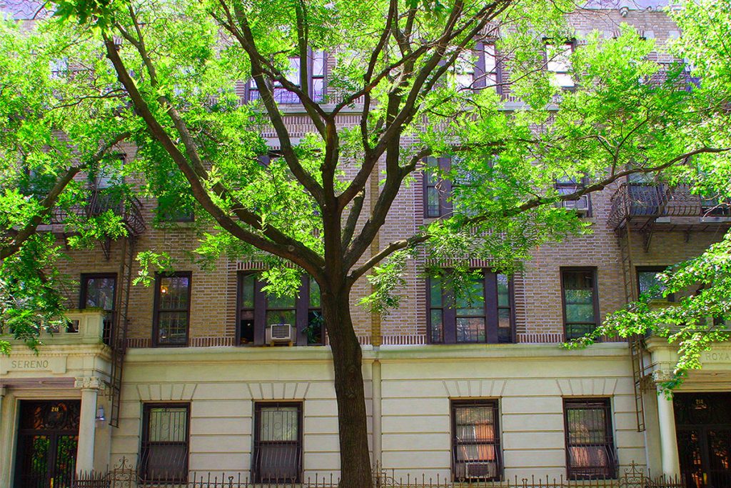 A photo of the Prospect Place building from under the green trees in Brooklyn, New York.